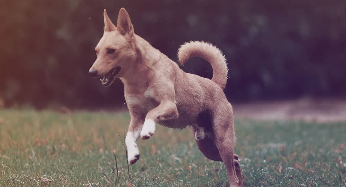 Tips For Travelling With Your Dog