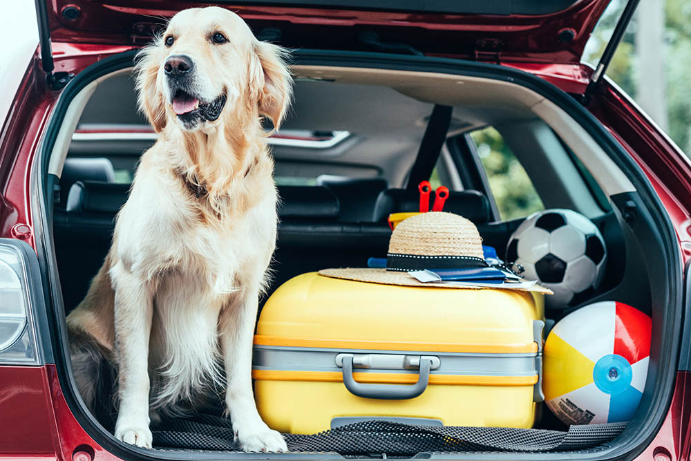 Golden Retriever Dog sitting in the boot of a car with luggage next to it