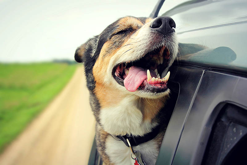 A happy German Shepherd Mix breed dog is hanging is tounge out of his mouth with his ears blowing in the wind as he sticks his head out a moving and drving car window.
