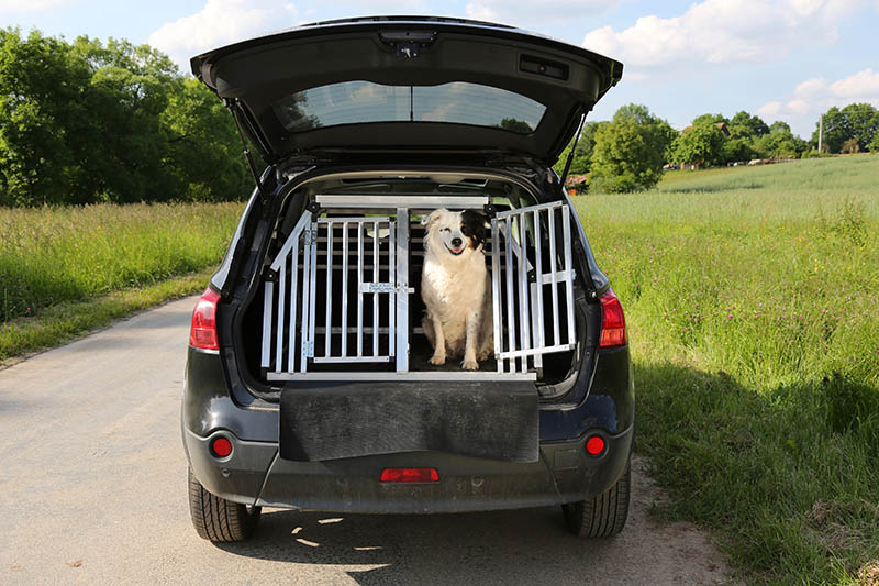 dog in cage in back of car