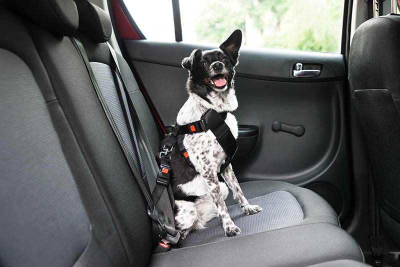 dog in back seat wearing a harness