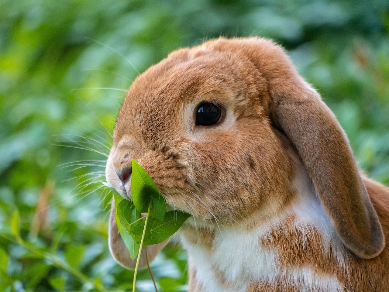 Ensuring Bunny Bliss: What To Do With Your Rabbit Whilst You Go On Holiday