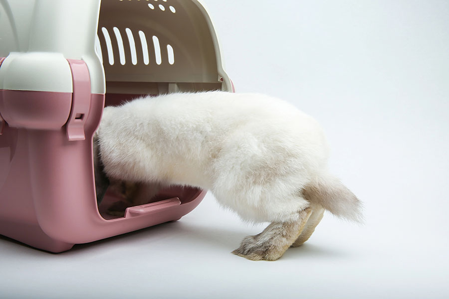 Lop-eared rabbit jumps into a carrier for animals
