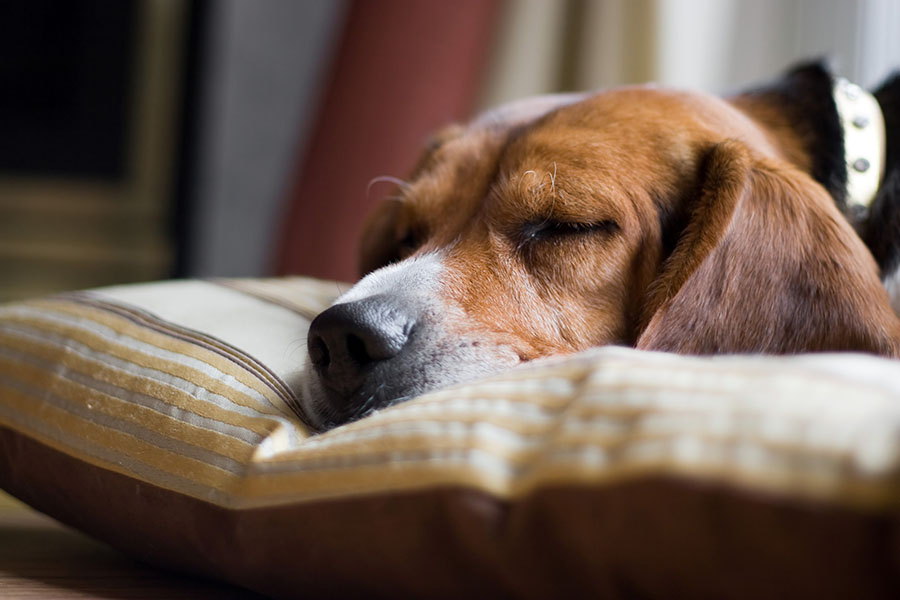 A young beagle pup sleeping on his pillow. Shallow depth of field.