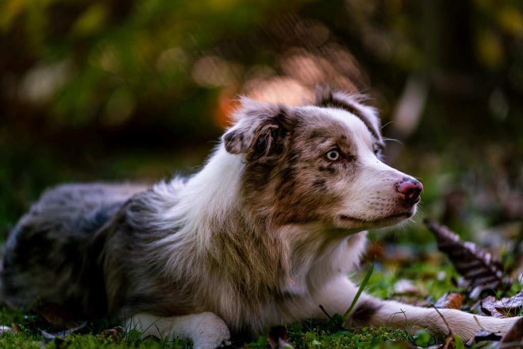 A beautiful Australian Shepherd resting on green grass in a serene autumn forest setting.