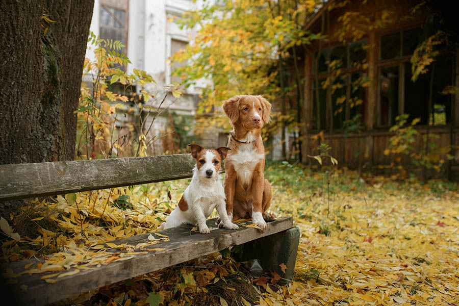 Dog breed Nova Scotia Duck Tolling Retriever and Jack Russell Terrier walking in autumn park