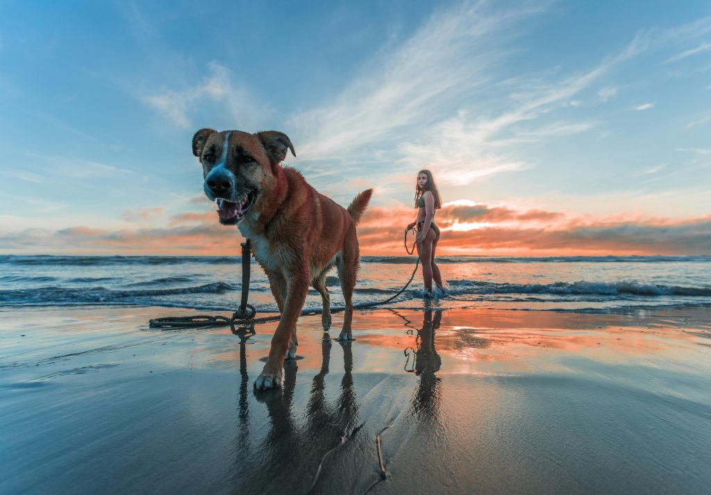A woman and her dog enjoying a sunset walk along Encinitas Beach, CA.
