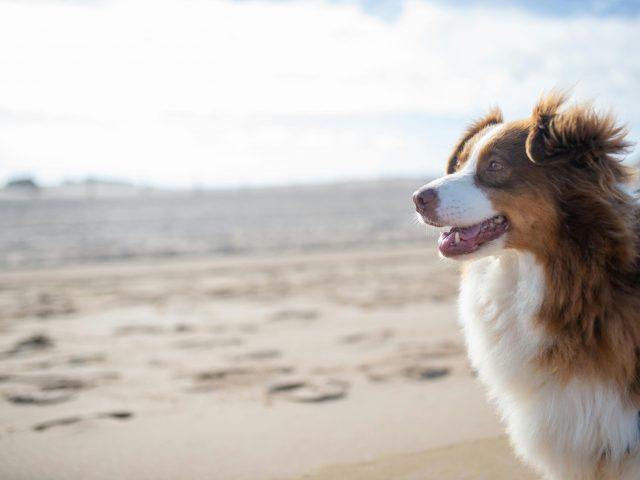 What Options Are Available For Your Dog When You Go On Vacation?