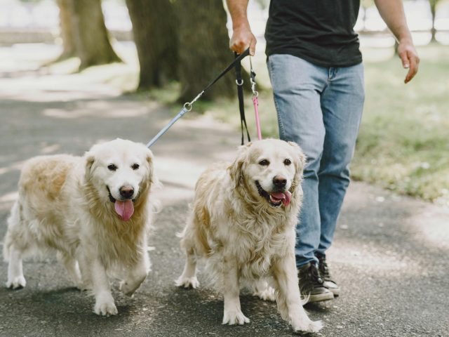 Dog Travel Essentials: What I Never Leave Home Without When Travelling with My Dog