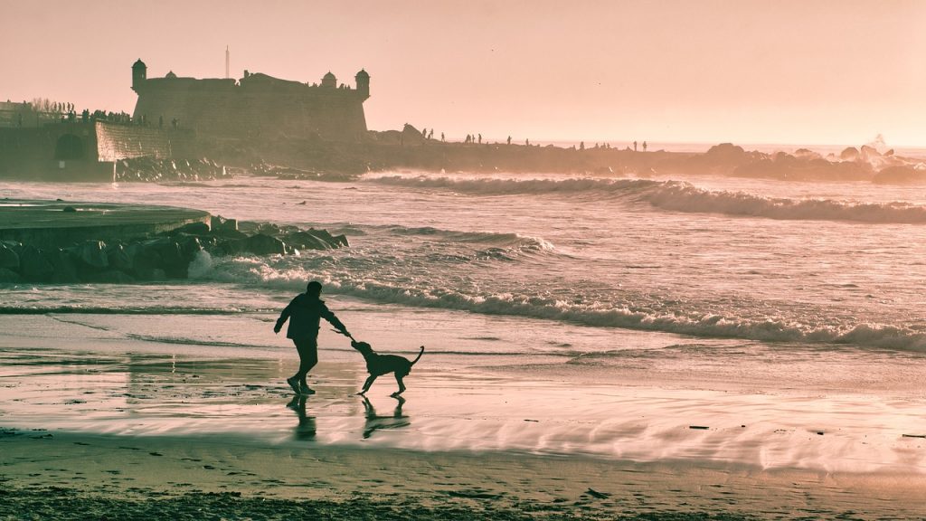 beach, man, dog, silhouette, animal, castle, happy, pet, play, fun, leisure, vacation, coast, seashore, sea, nature, ocean, wave, sunset