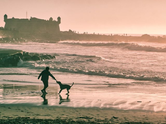 🐾 Dog-Friendly Holidays in the UK: The Best Places & Practical Tips